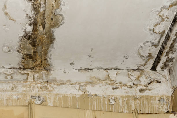 Best Mold Damage Restoration  in Addison, TX